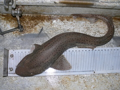 Scyliorhinus stellaris