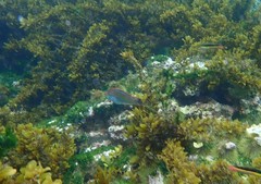 Halichoeres dispilus