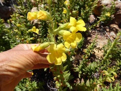 Diplacus clevelandii