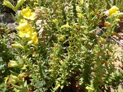 Diplacus clevelandii