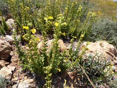 Diplacus clevelandii