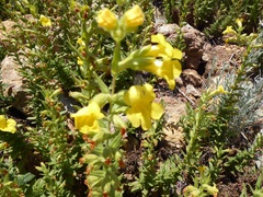 Diplacus clevelandii