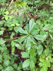 Berberis canadensis
