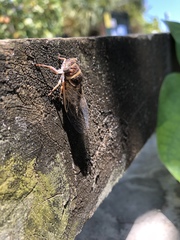 Diceroprocta viridifascia