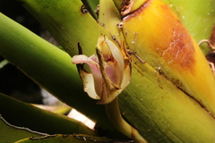 Maxillariinae