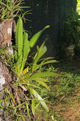 Maxillariinae