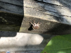 Diceroprocta viridifascia