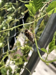 Diceroprocta viridifascia