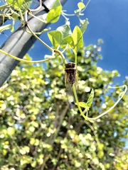 Diceroprocta viridifascia