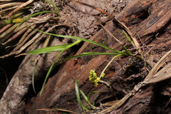 Polystachya stenophylla