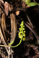 Polystachya stenophylla