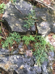 Packera millefolium