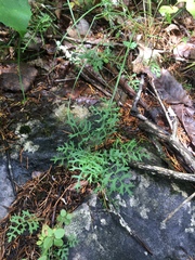Packera millefolium