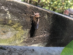 Diceroprocta viridifascia