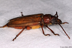 Archetypus fulvipennis