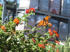 Danaus plexippus