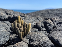 Brachycereus nesioticus