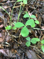 Trifolium calcaricum