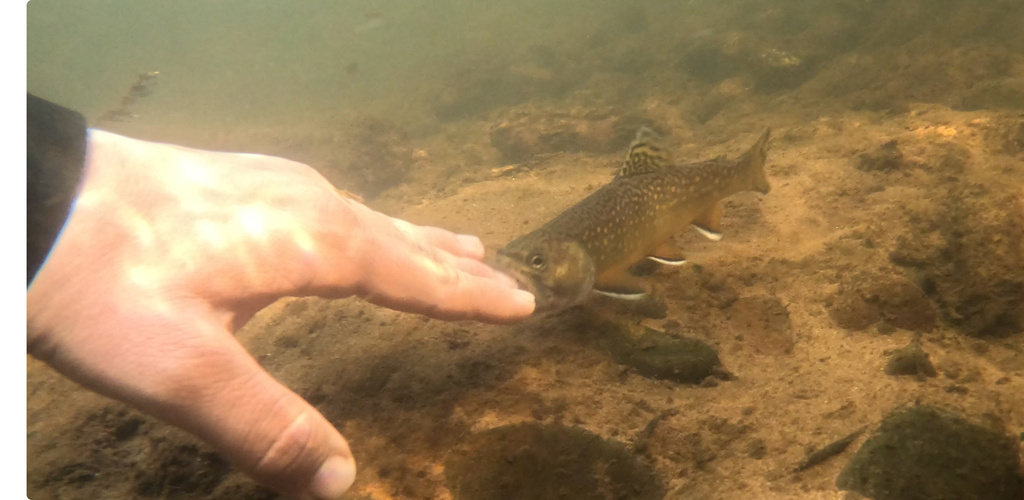 Brook Trout