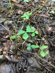 Trifolium calcaricum