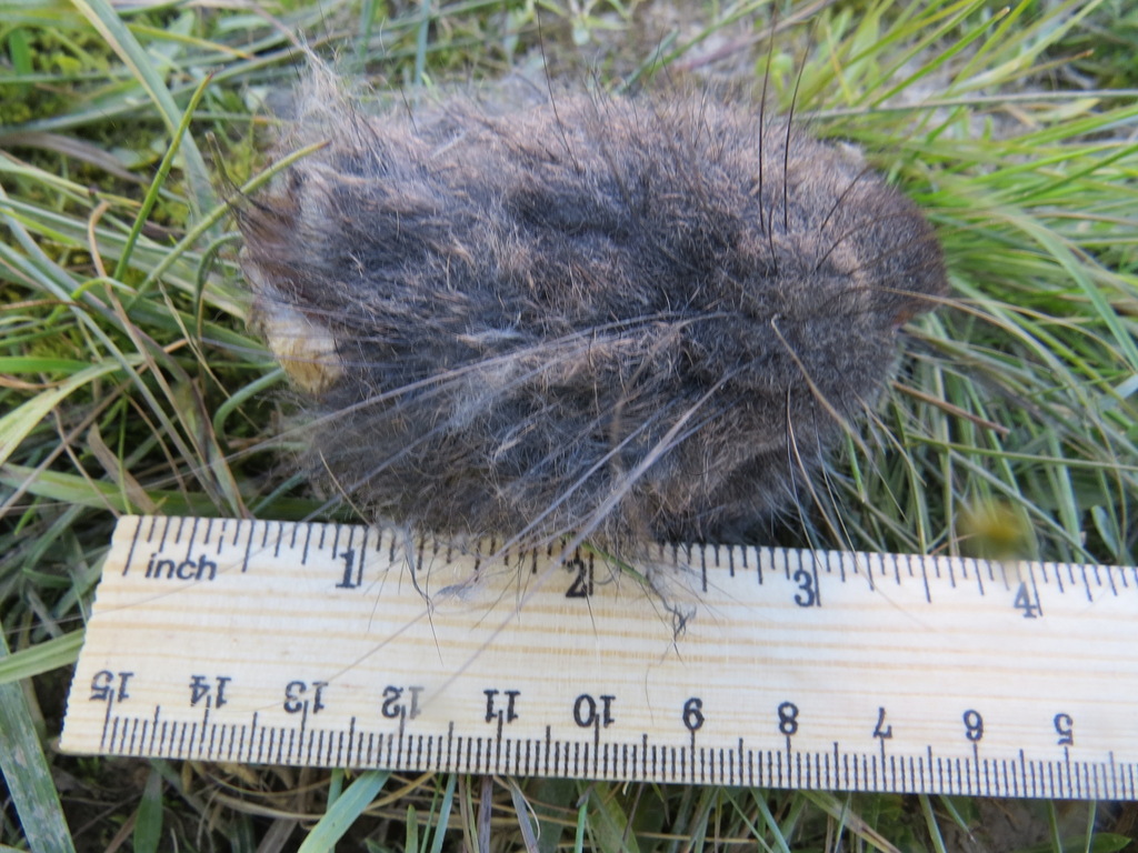 Mountain Beaver