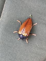 Sternocera hildebrandti