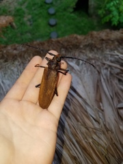 Orthomegas cinnamomeus