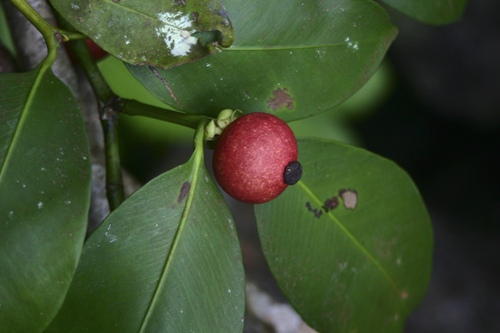 Garcinia celebica observed 2008-07-25