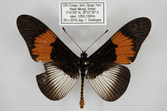 Acraea ducarmei