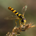 Sphaerophoria scripta - Photo (c) Ina Siebert,  זכויות יוצרים חלקיות (CC BY-NC), הועלה על ידי Ina Siebert