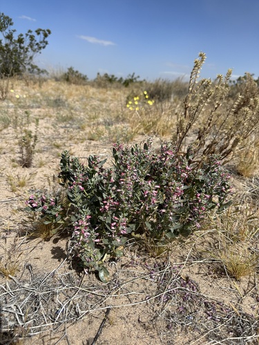 Image of Penstemon albomarginatus by (c) Matt Berger, some rights reserved (CC BY)