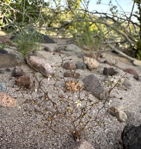 Image of Nemacladus orientalis by (c) Matt Berger, some rights reserved (CC BY)