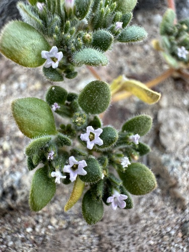 Image of Nama pusilla by (c) Matt Berger, some rights reserved (CC BY)