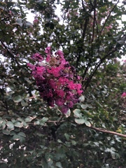 Lagerstroemia