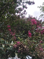 Lagerstroemia