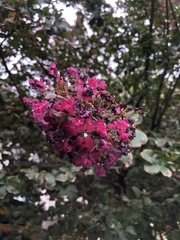 Lagerstroemia