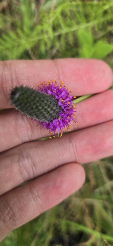 Dalea purpurea