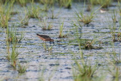 Limnodromus griseus hendersoni