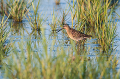 Limnodromus griseus griseus