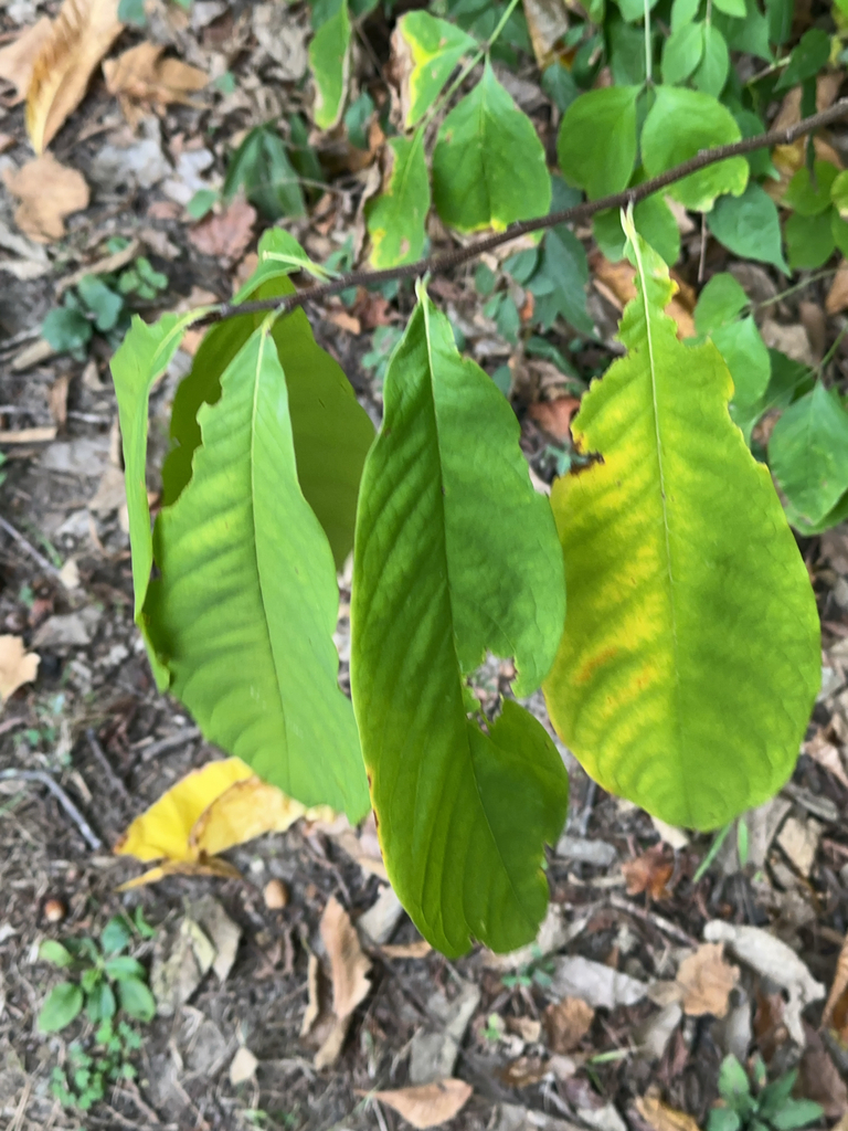 common pawpaw from West Lafayette on October 1, 2024 at 03:47 PM by ...