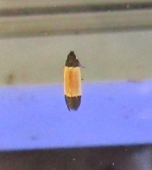 Anacampsis coverdalella