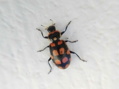 Eriopis serrai