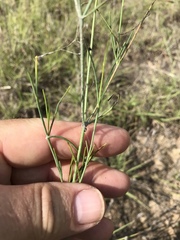 Thelesperma simplicifolium