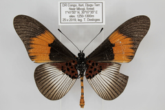 Acraea ducarmei