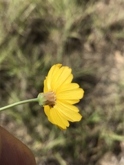 Thelesperma simplicifolium