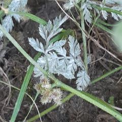 Erysiphe heraclei