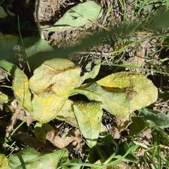 Puccinia obscura