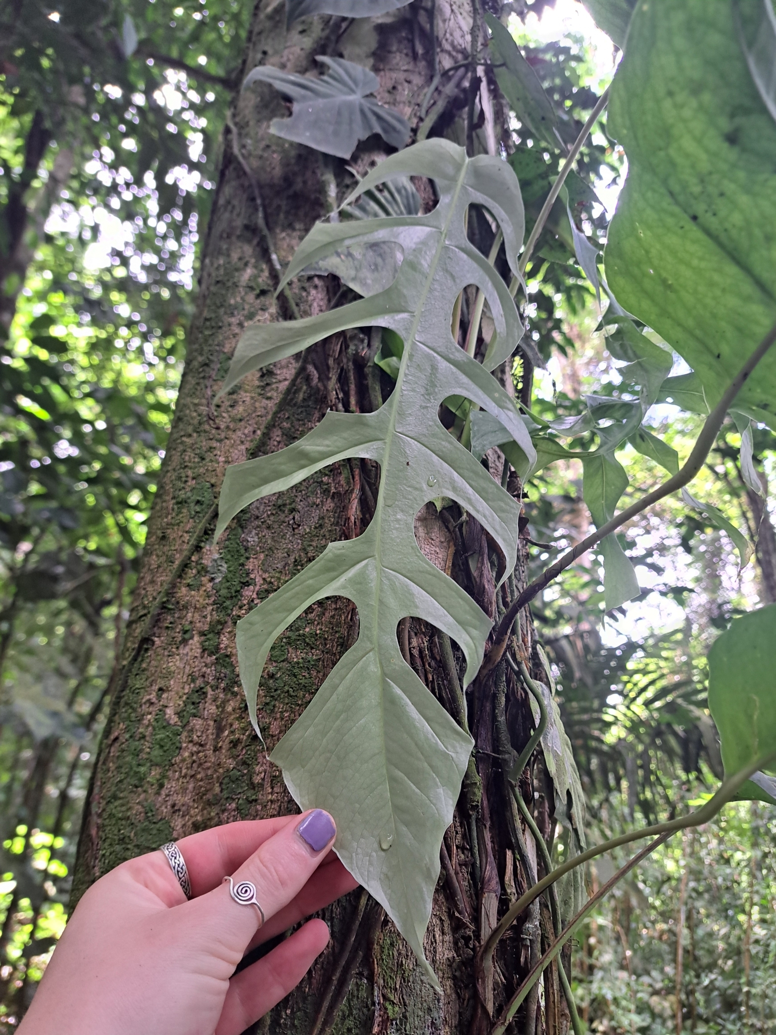 Monstera filamentosa  iNaturalist