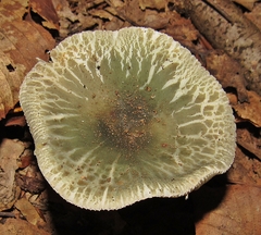 Russula parvovirescens