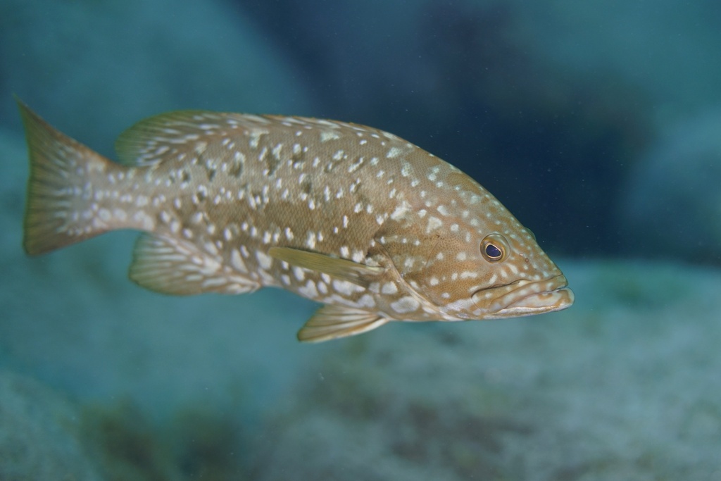 Island Grouper